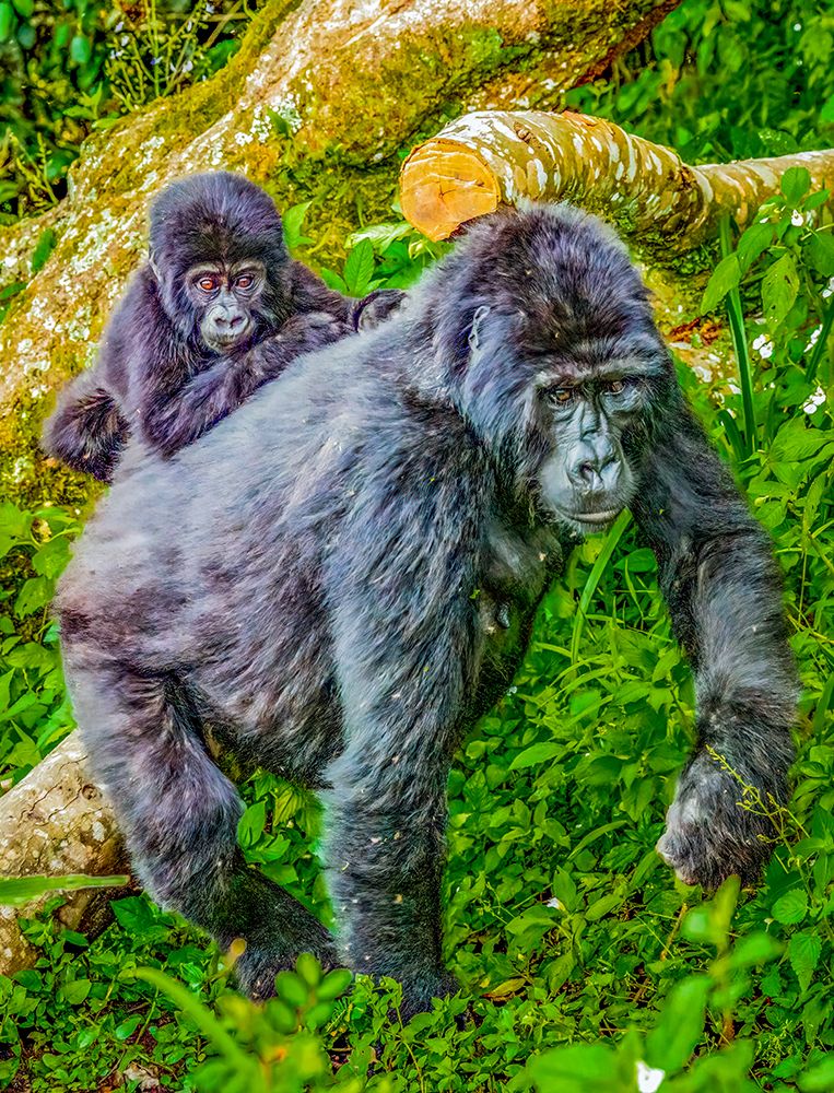 Bwindi Forest, Uganda. Mother and baby endangered Mountain Gorillas. art print by Murray McCallum for $57.95 CAD