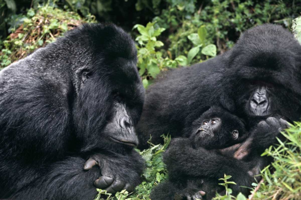 Zaire, Virungas NP Wild mountain gorilla family art print by Dave Welling for $57.95 CAD