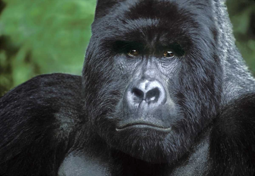Zaire, Virungas NPSilverback mountain gorilla art print by Dave Welling for $57.95 CAD