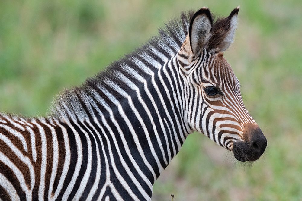 Zambia-South Luangwa National Park. Baby Crawshays zebra face detail art print by Cindy Miller Hopkins for $57.95 CAD