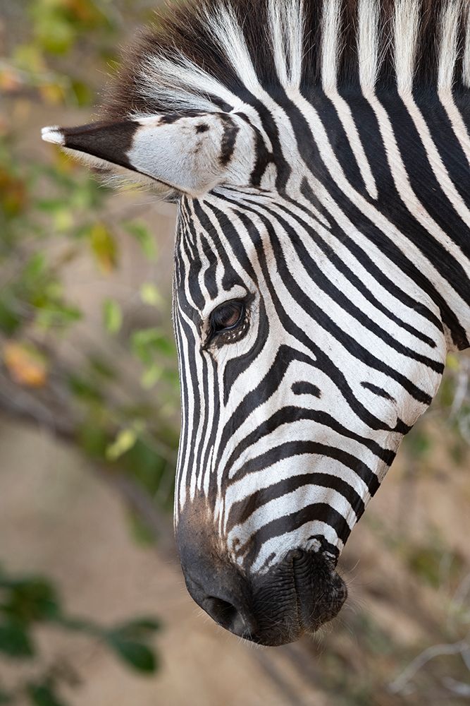 Zambia-South Luangwa National Park. Crawshays zebra face detail art print by Cindy Miller Hopkins for $57.95 CAD