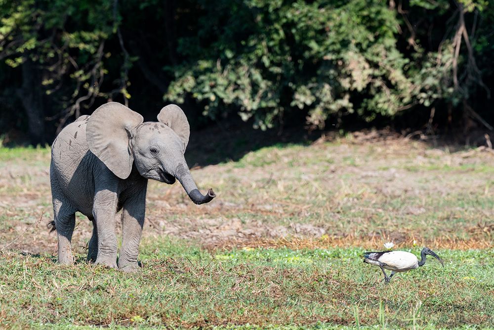 Zambia-South Luangwa National Park. Young African elephant with ibis. art print by Cindy Miller Hopkins for $57.95 CAD
