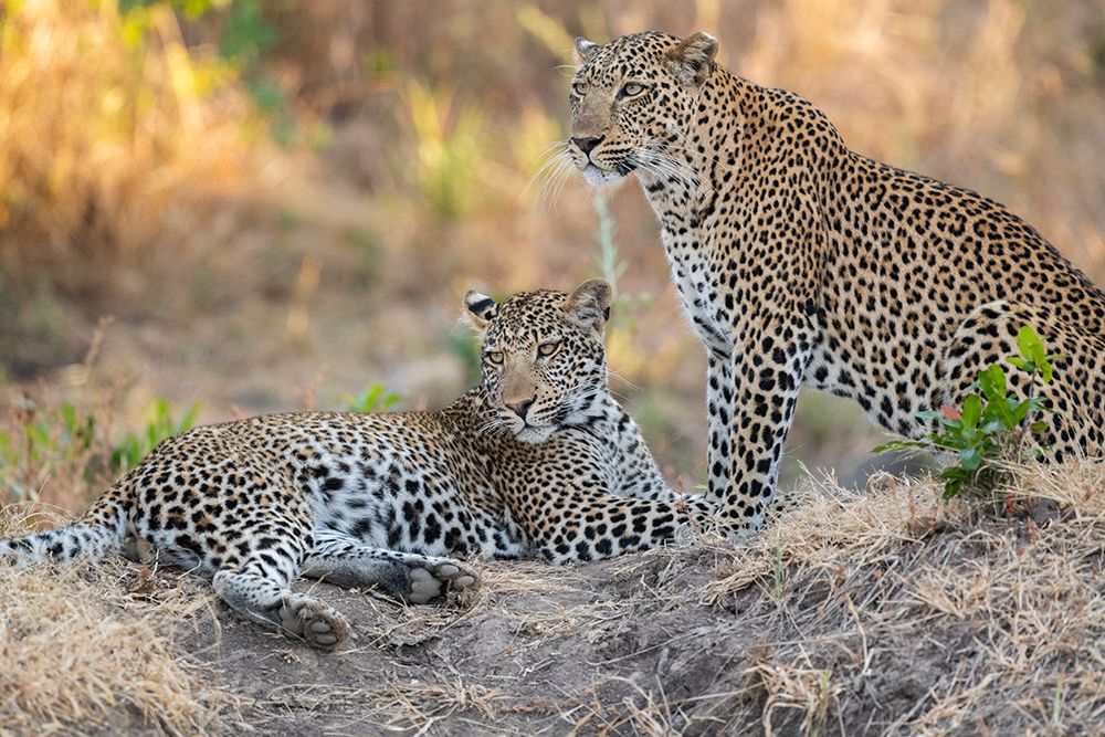 Zambia-South Luangwa National Park. Mother leopard with grown male cub. art print by Cindy Miller Hopkins for $57.95 CAD