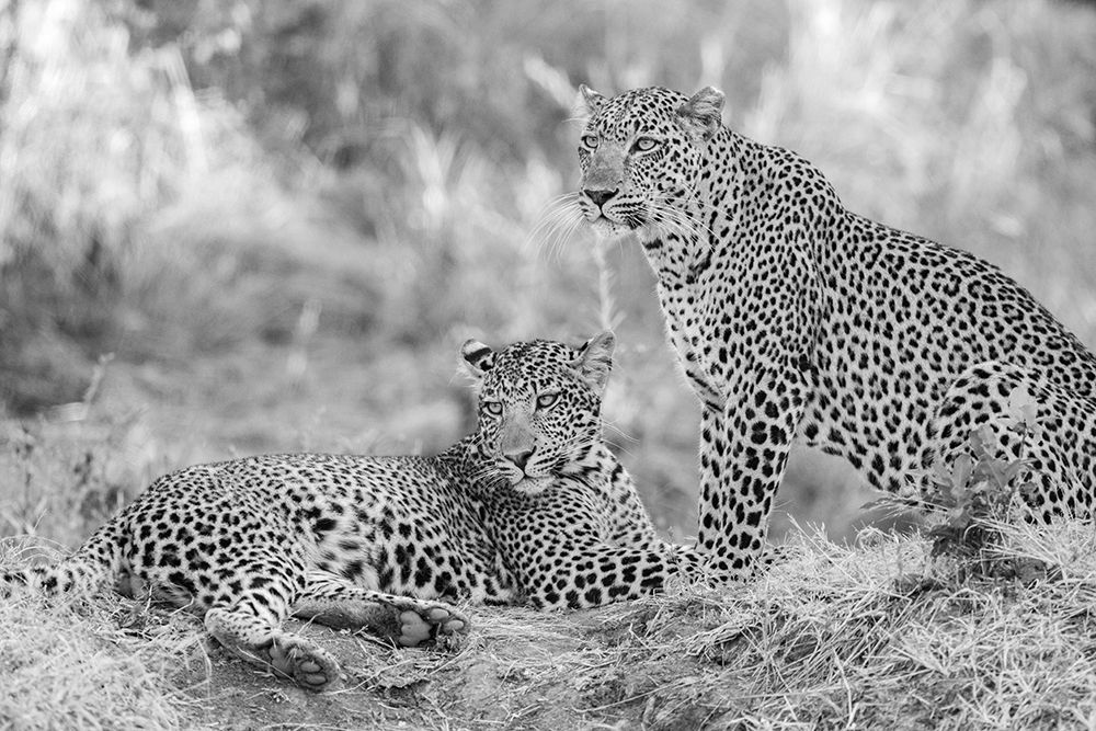 Zambia-South Luangwa National Park. Mother leopard with grown male cub. art print by Cindy Miller Hopkins for $57.95 CAD
