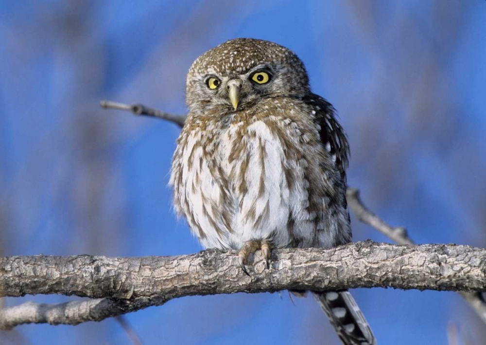 Zimbabwe Close-up of pearl spotted owl on branch art print by Joanne Williams for $57.95 CAD