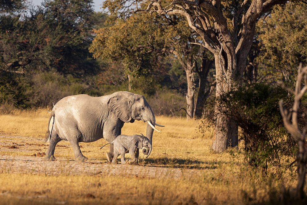 Elephant mom and calf. Camelthorn Lodge. Hwange National Park. Zimbabwe. art print by Tom Norring for $57.95 CAD
