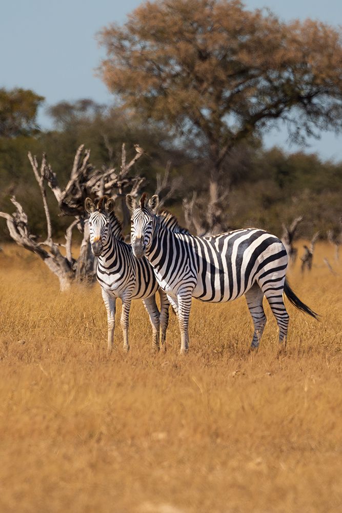 Zebras. Camelthorn Lodge. Hwange National Park. Zimbabwe. art print by Tom Norring for $57.95 CAD