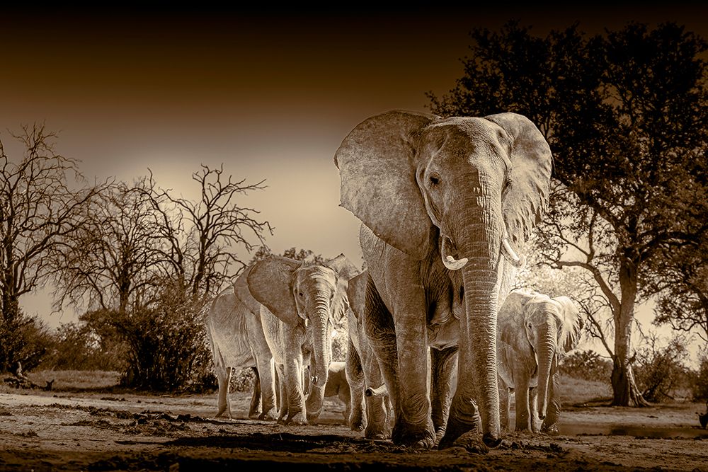 Elephants at watering hole. Camelthorn Lodge. Hwange National Park. Zimbabwe. art print by Tom Norring for $57.95 CAD