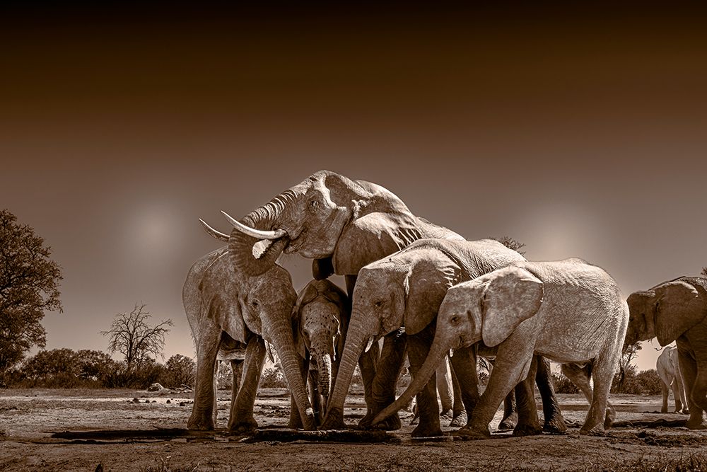 Elephants at watering hole. Camelthorn Lodge. Hwange National Park. Zimbabwe. art print by Tom Norring for $57.95 CAD