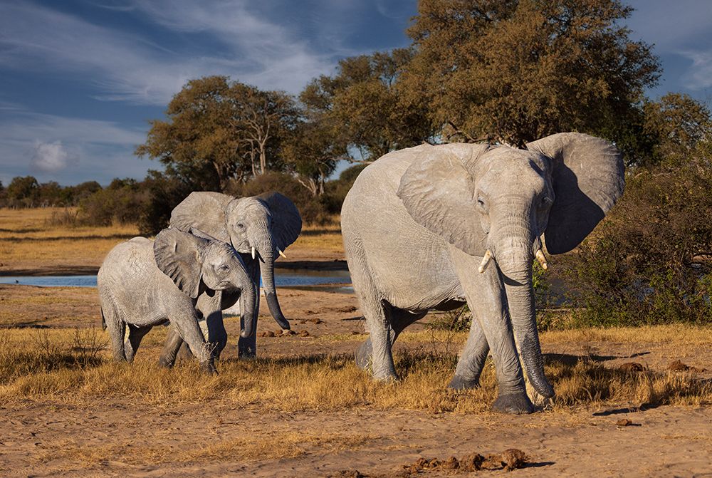 Elephants leaving watering hole. Camelthorn Lodge. Hwange National Park. Zimbabwe. art print by Tom Norring for $57.95 CAD