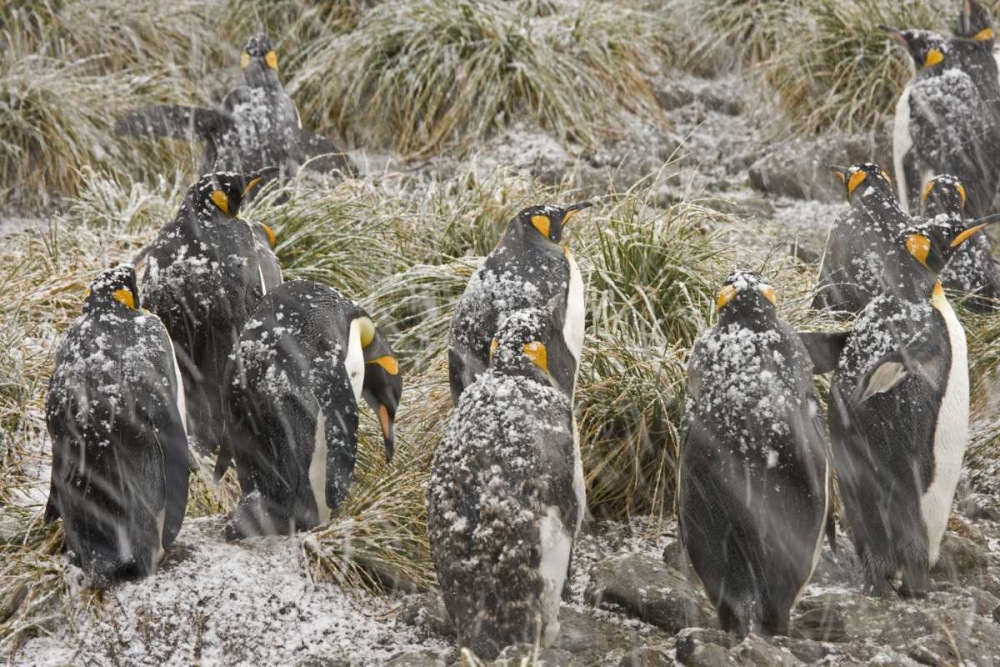 South Georgia Isl, King penguins in snowstorm art print by Don Paulson for $57.95 CAD