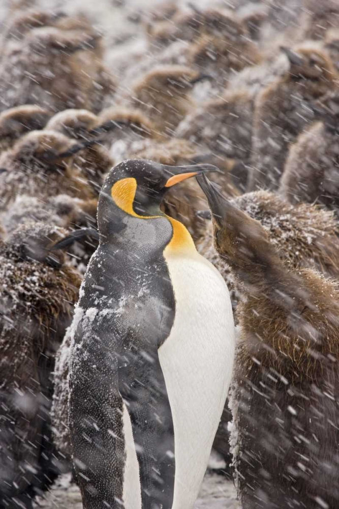 South Georgia Isl, King penguin begs for food art print by Don Paulson for $57.95 CAD