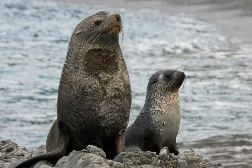 South Georgia Island Mother fur seal and pup art print by Don Paulson for $57.95 CAD