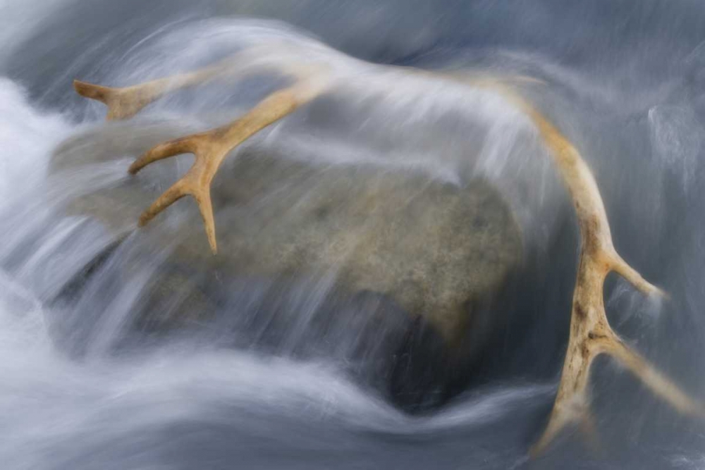South Georgia Isl Reindeer antler in river rapid art print by Don Paulson for $57.95 CAD