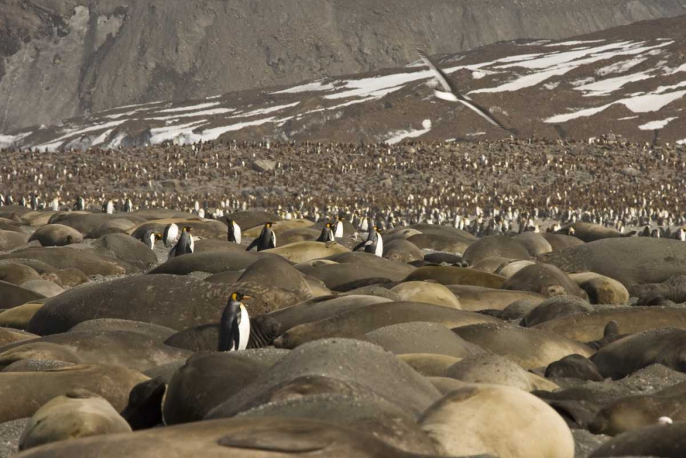 South Georgia Isl, King penguin and elephant seal art print by Don Paulson for $57.95 CAD