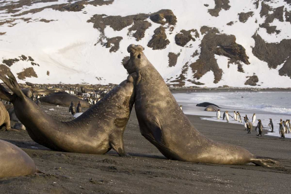 South Georgia Island Elephant seals fighting art print by Don Paulson for $57.95 CAD