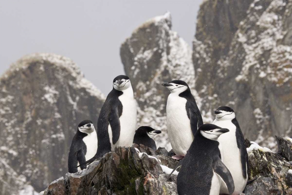 South Georgia Isl, Cooper Bay Chinstrap penguins art print by Don Paulson for $57.95 CAD