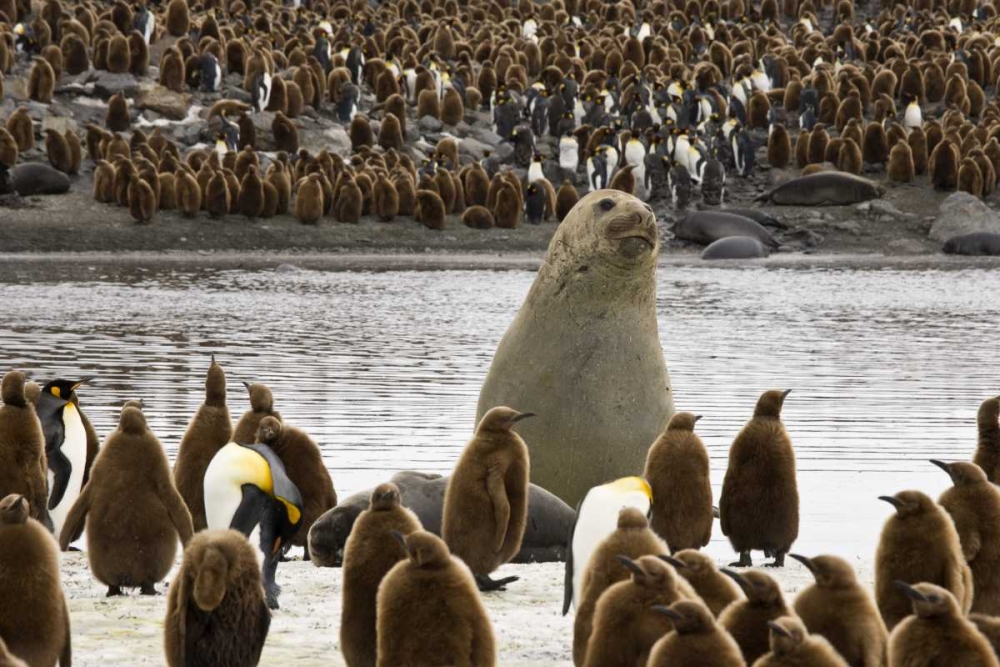South Georgia Isl, Elephant seal and king penguin art print by Don Paulson for $57.95 CAD