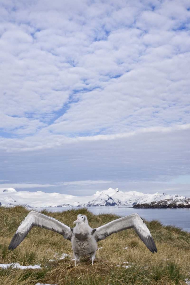 South Georgia Isl Wandering albatross chick art print by Don Paulson for $57.95 CAD