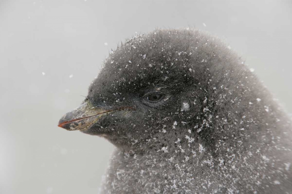 Antarctica Adelie penguin chick in snowstorm art print by Arthur Morris for $57.95 CAD