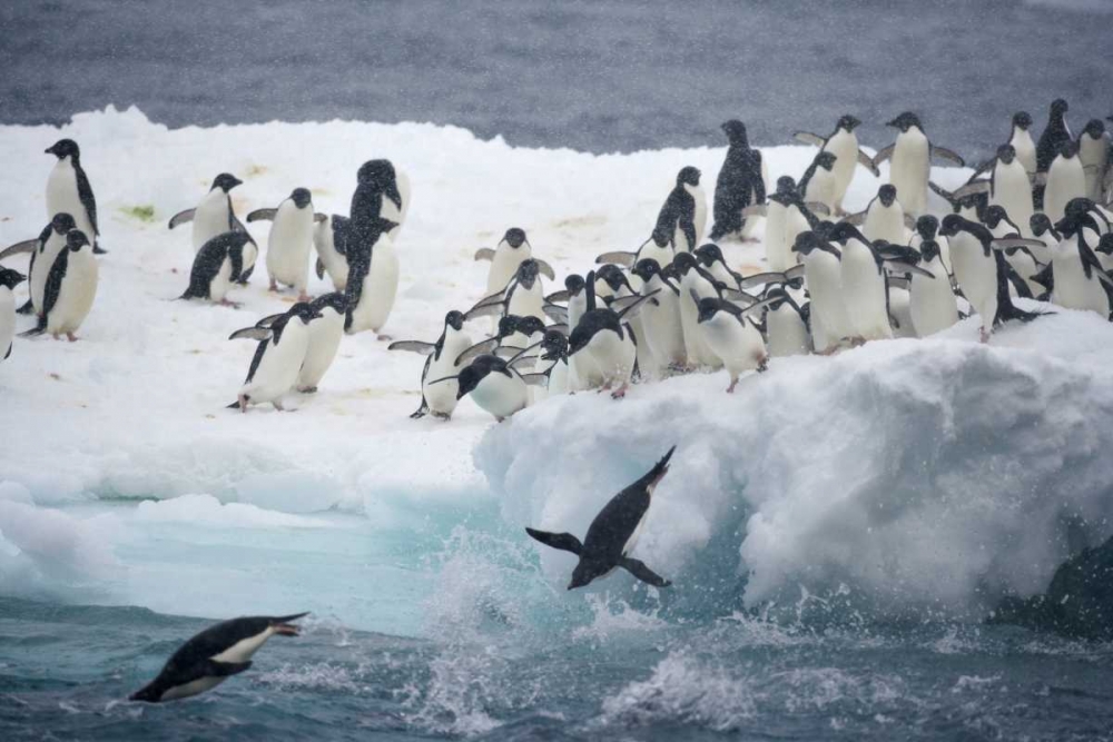 Antarctica, Adelie penguins leaping off iceberg art print by Arthur Morris for $57.95 CAD