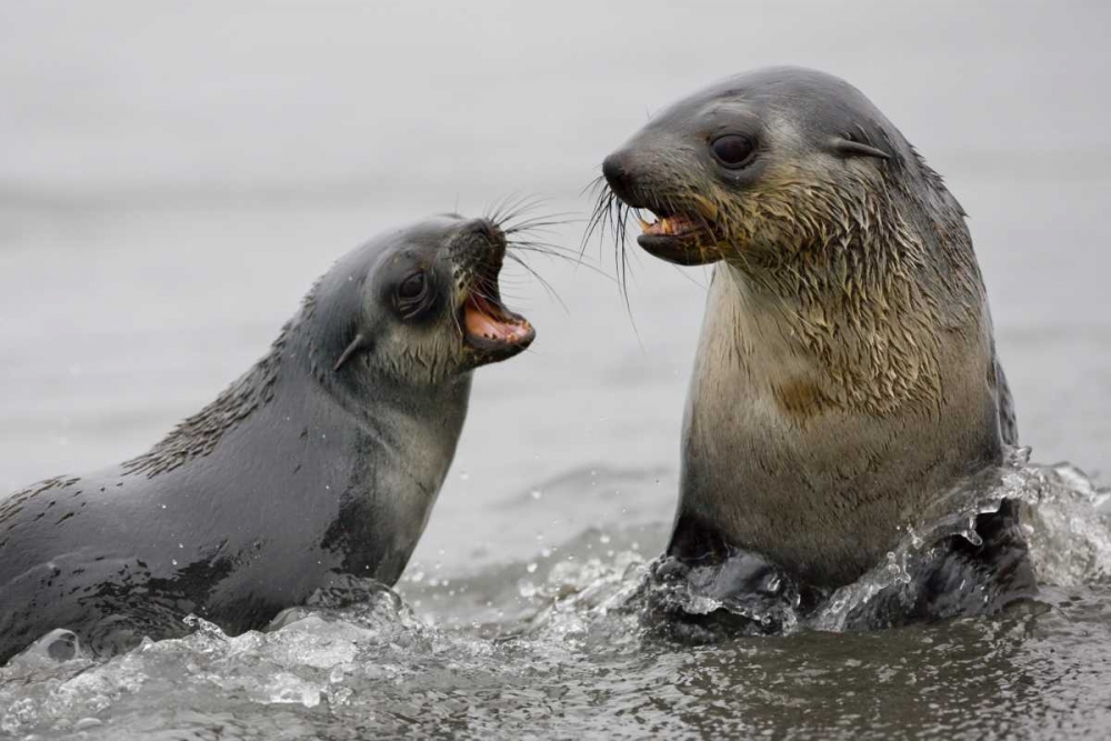 Antarctica Antarctic Fur Seals sparring art print by Don Grall for $57.95 CAD