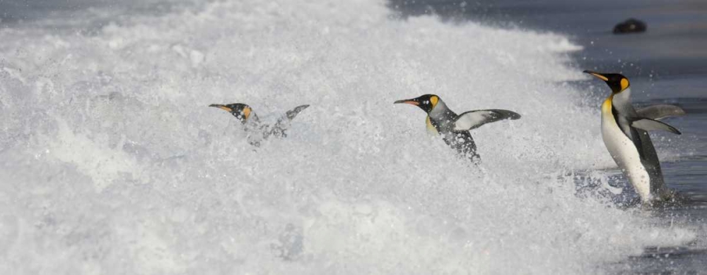 Antarctica King penguins enter surf one by one art print by Don Grall for $57.95 CAD