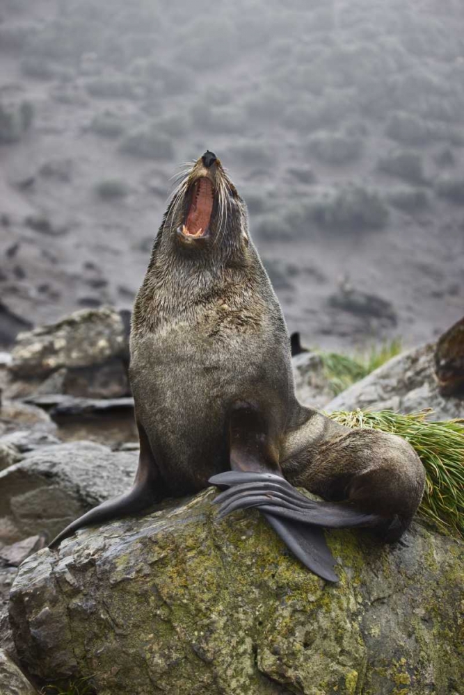 Antarctica, Elsehul Bay Antarctic fur seal yawns art print by Don Grall for $57.95 CAD