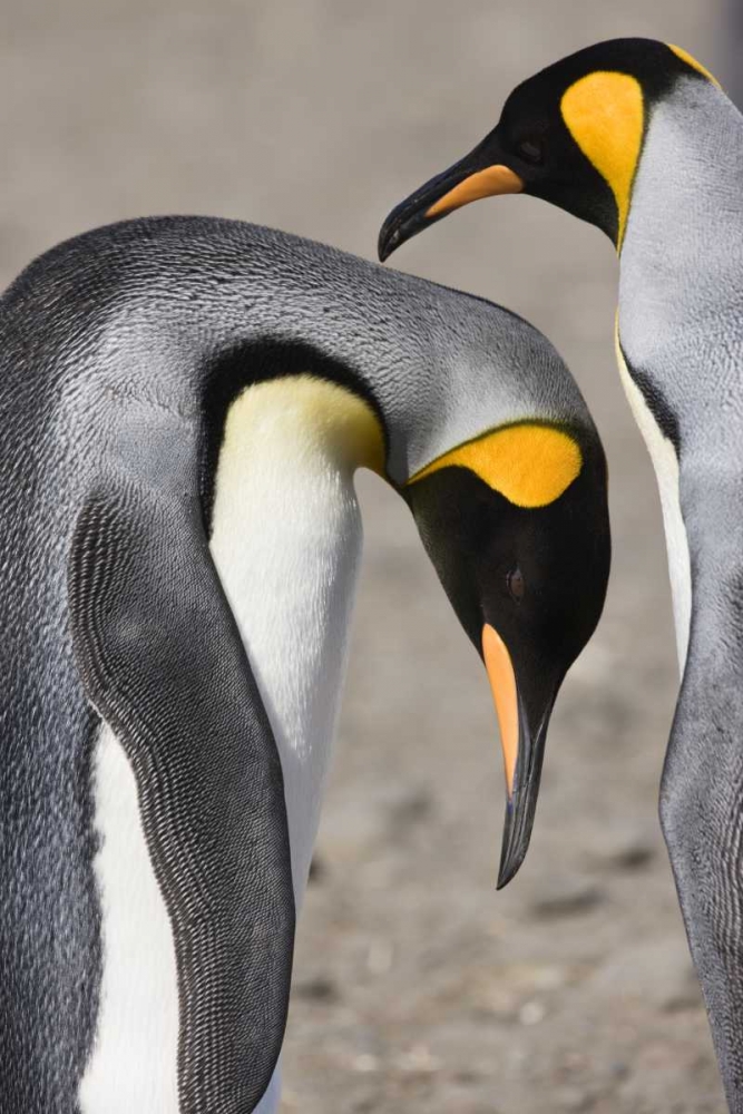 Antarctica, Salisbury Plain King penguin bows art print by Don Grall for $57.95 CAD