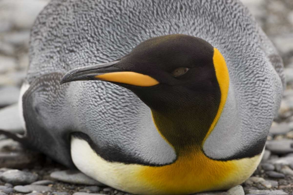 Antarctica, Salisbury Plain King penguin rests art print by Don Grall for $57.95 CAD