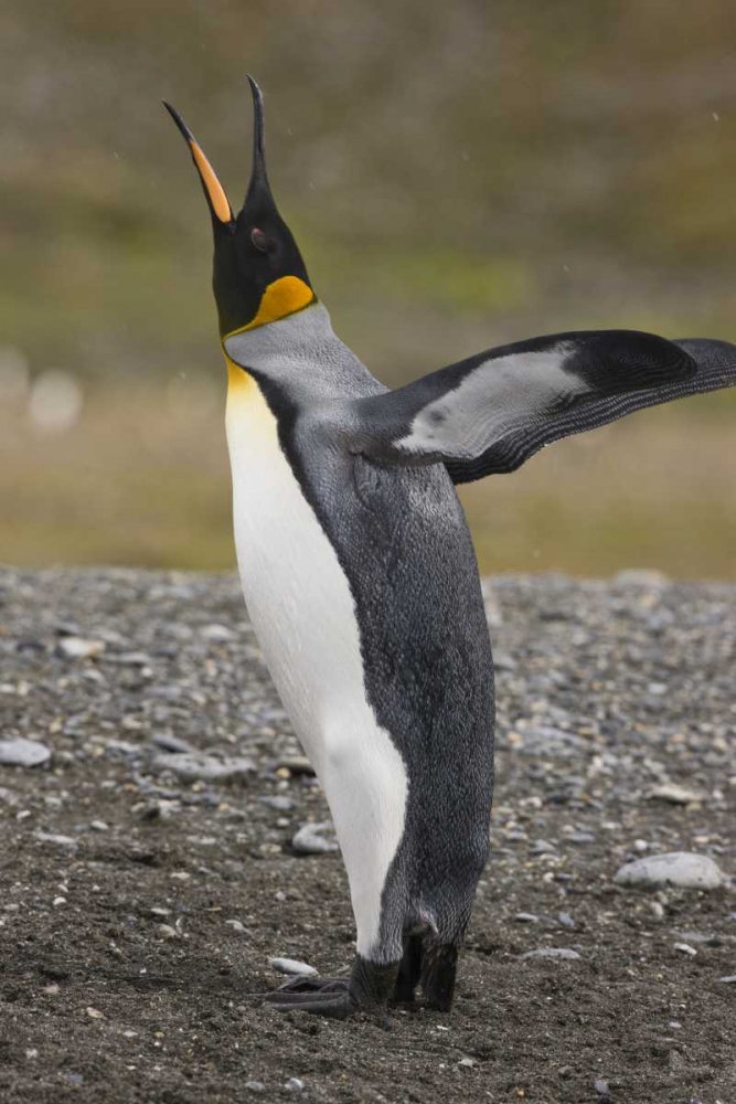 Antarctica, Salisbury Plain King penguin trumpts art print by Don Grall for $57.95 CAD