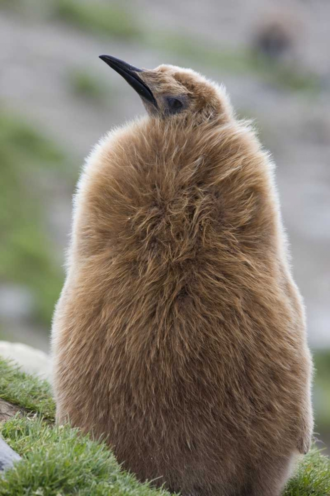 Antarctica, St Andrews Bay King penguin chick art print by Don Grall for $57.95 CAD