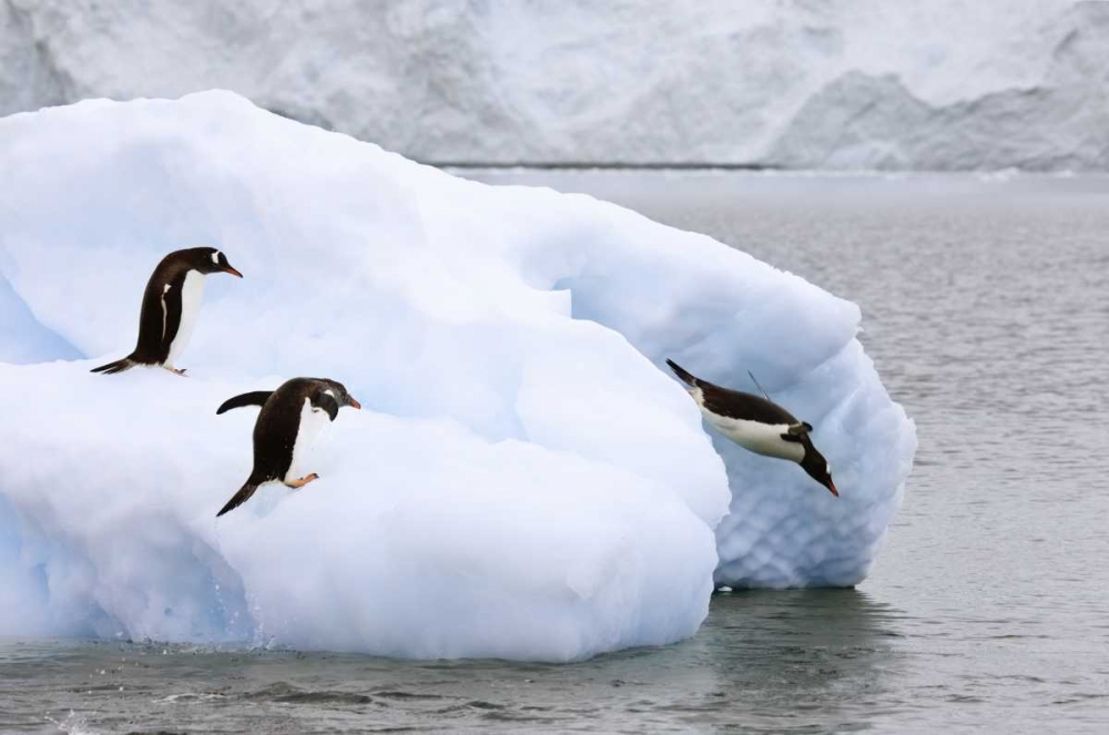 Antarctica, Neko Harbor One gentoo penguin leaps art print by Don Grall for $57.95 CAD