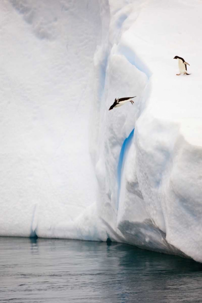 Antarctica Adelie penguin diving off an iceberg art print by Don Grall for $57.95 CAD