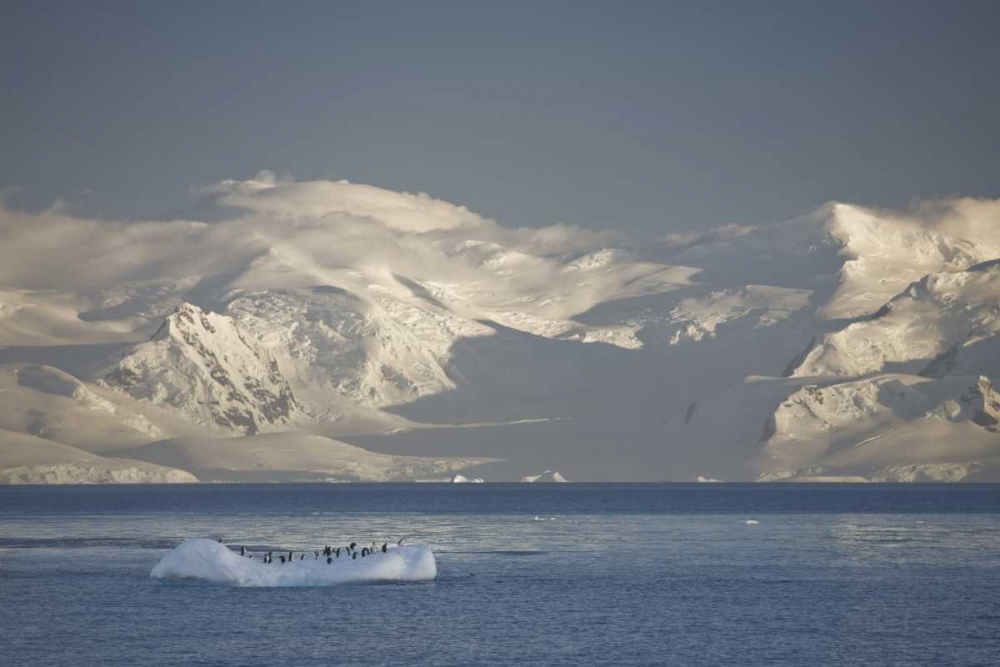 Antarctica, Gentoo penguins on an iceberg art print by Don Grall for $57.95 CAD