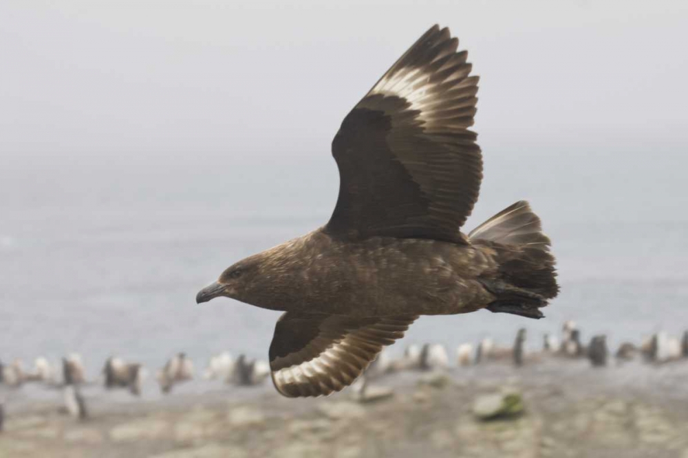 Antarctica, Brown skua soars over penguin colony art print by Don Grall for $57.95 CAD