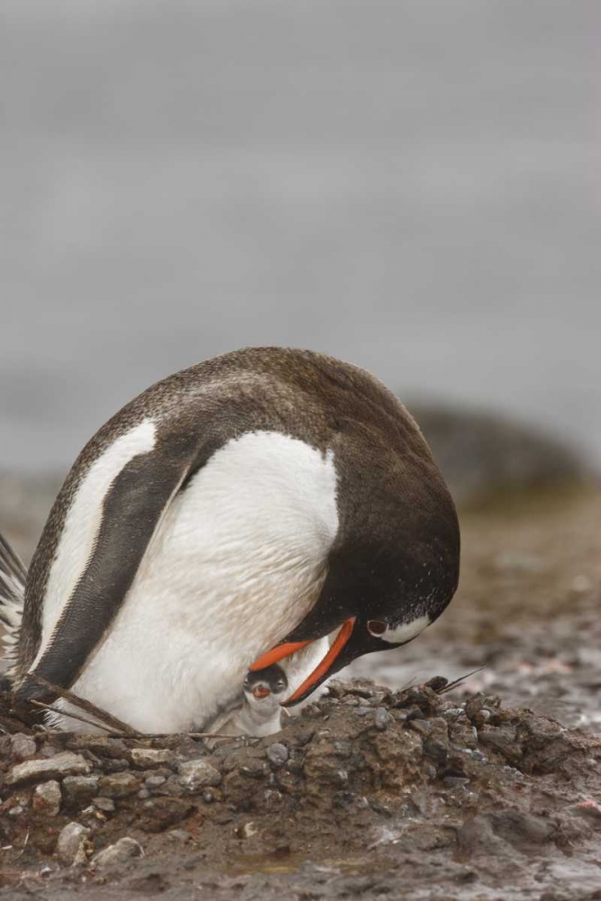 Antarctica A gentoo penguin with chick at nest art print by Don Grall for $57.95 CAD