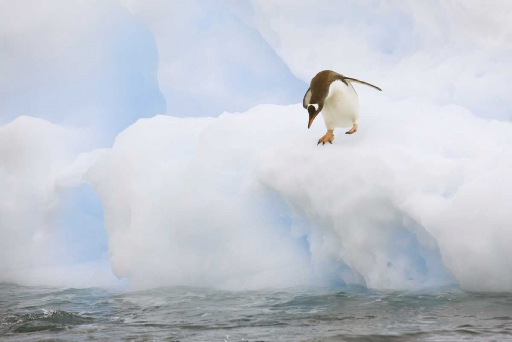 Antarctica, Gentoo penguin prepares to dive art print by Don Grall for $57.95 CAD