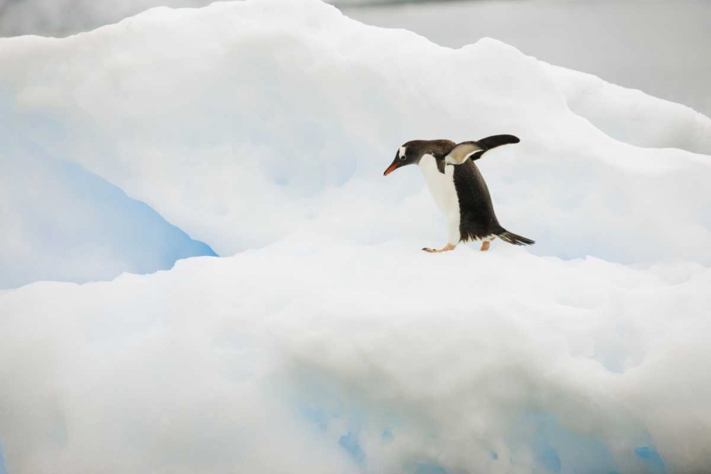 Antarctica A gentoo penguin on an iceberg art print by Don Grall for $57.95 CAD