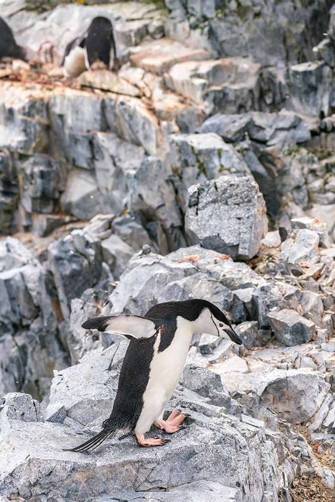 Antarctica, Orne Harbour. Chinstrap penguin on rocky ledge. art print by Jaynes Gallery for $57.95 CAD