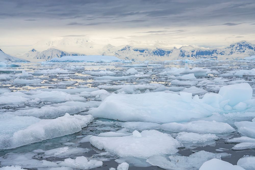 Antarctica, Andvord Bay, Neko Harbour. Landscape with icebergs and mountains. art print by Jaynes Gallery for $57.95 CAD