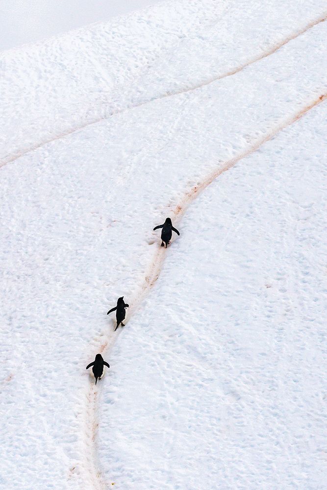 Antarctica, Orne Harbour. Chinstrap penguins walking up hillside snow trail. art print by Jaynes Gallery for $57.95 CAD