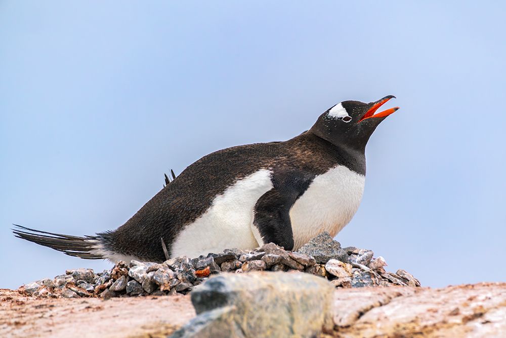 Antarctica, Wiencke Island, Damoy Point. Gentoo penguin on rock nest. art print by Jaynes Gallery for $57.95 CAD