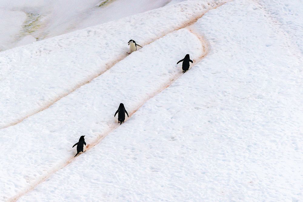 Antarctica, Orne Harbour. Chinstrap penguins walking on hillside snow trails. art print by Jaynes Gallery for $57.95 CAD