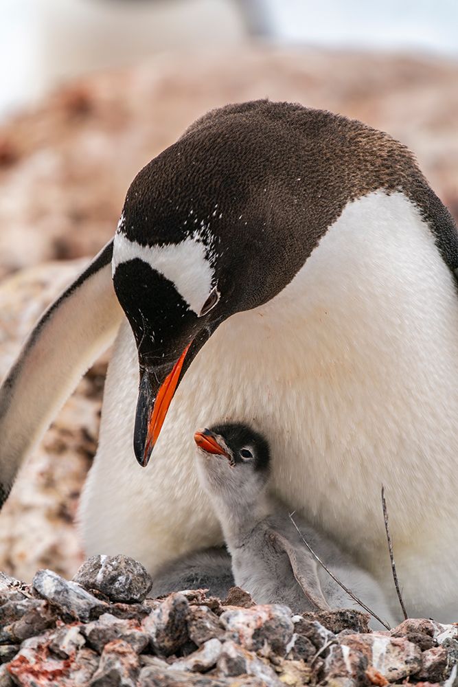Antarctica, Wiencke Island, Damoy Point. Gentoo penguin parent with chick on nest. art print by Jaynes Gallery for $57.95 CAD