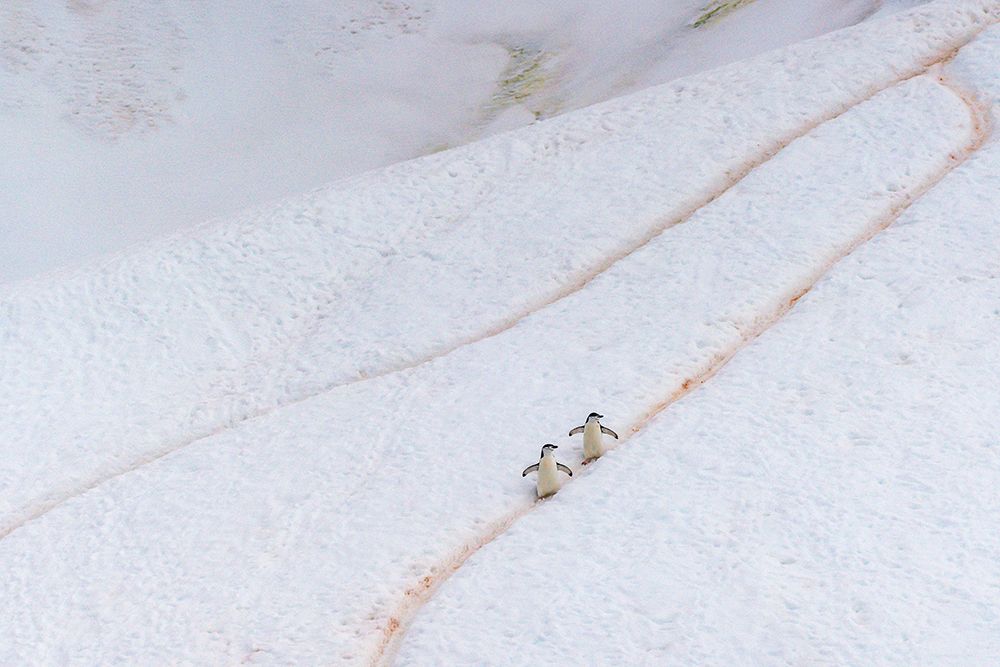 Antarctica, Orne Harbour. Chinstrap penguins walking on hillside snow trail. art print by Jaynes Gallery for $57.95 CAD