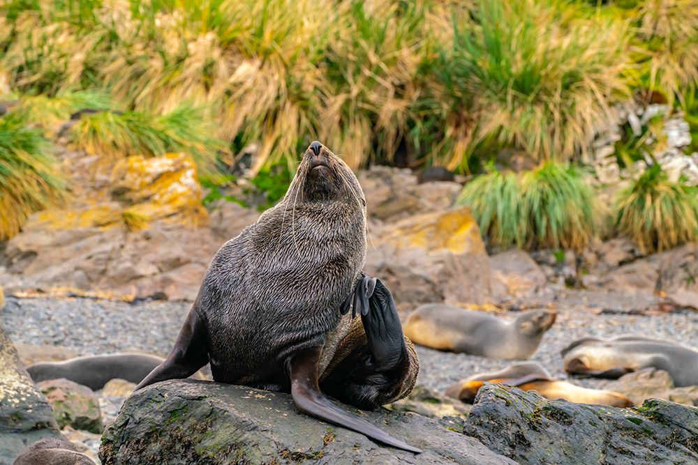 Antarctica, South Georgia. Close-up of fur seal scratching. art print by Jaynes Gallery for $57.95 CAD