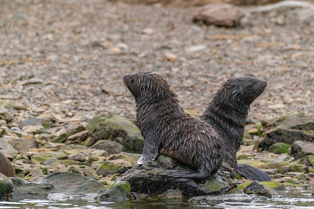 Antarctica, South Georgia. Close-up of fur seal pups. art print by Jaynes Gallery for $57.95 CAD