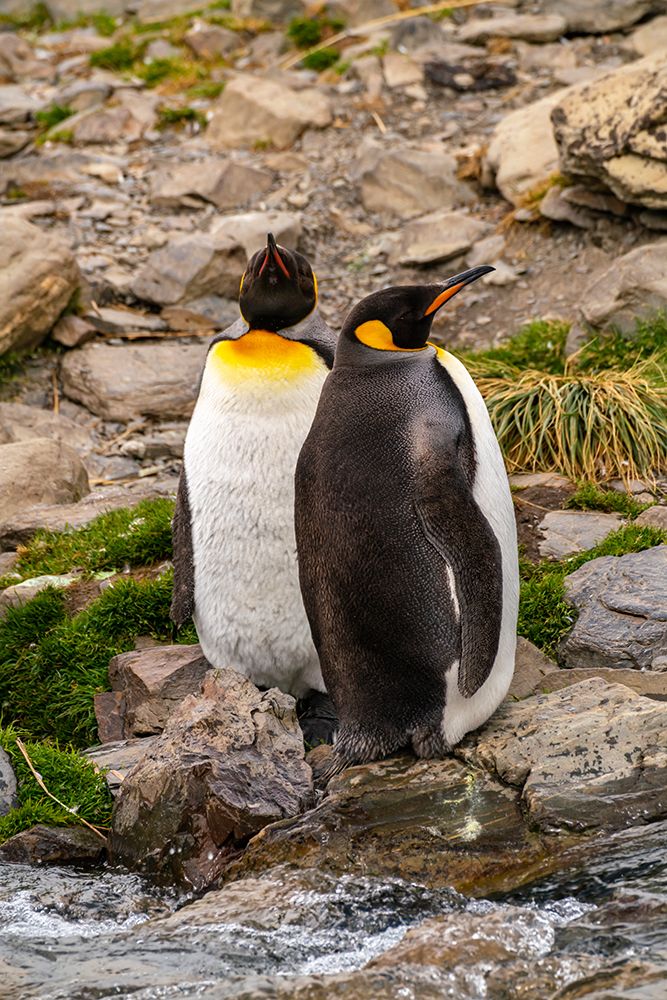 Antarctica, South Georgia. Close-up of king penguins next to stream. art print by Jaynes Gallery for $57.95 CAD
