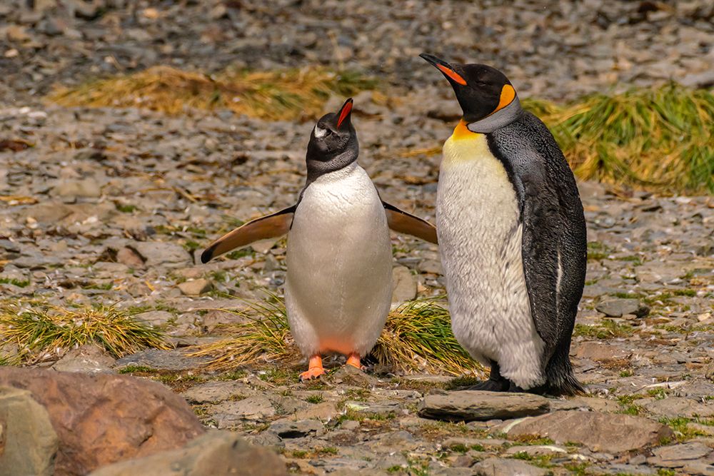 Antarctica, South Georgia. Close-up of gentoo and king penguins. art print by Jaynes Gallery for $57.95 CAD